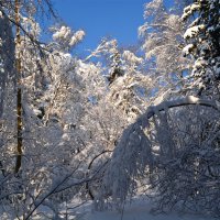 Снежные узоры :: Larisa Simonenkova