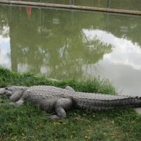 Крокодил :: Герович Лилия 