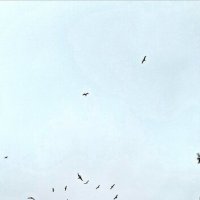 Чайки над Питером :: Светлана Дунаева
