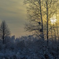 Морозный закат :: Дмитрий Балашов