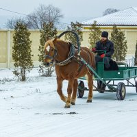 Его лошадка, снег почуя... :: Игорь Герман