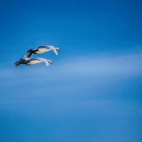 В небе лебеди летели :: Alexander Andronik