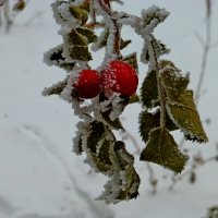 Зимние ягодки :: Raduzka (Надежда Веркина)