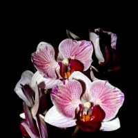 Орхидеи :: Павел Fotoflash911 Никулочкин