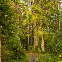 Летом в лесу :: Сергей Кочнев