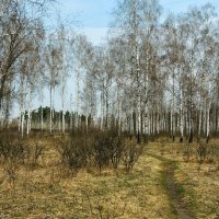 Весна :: Роман Савоцкий