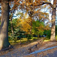 Старые осенние дубы в парке, освещенные утренним солнцем... :: Лидия Бараблина