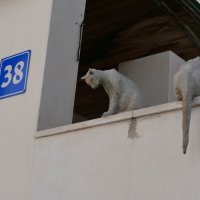Памятник кошкам в Тель-Авиве :: Аркадий Басович