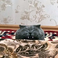 "Саблезубый китайский" кот :: Виталий Селиванов 