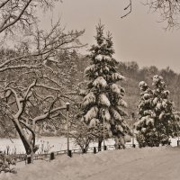 Зима украшенная снегом :: Ольга Винницкая (Olenka)