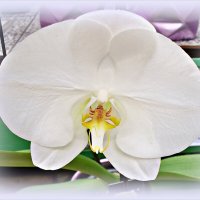 Цветок фаленопсиса. :: Валерия Комова