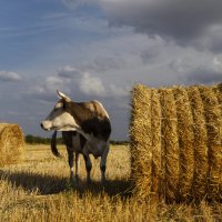 в поле :: Александр 