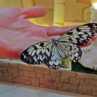На  выставке  бабочек :: Виталий Селиванов 