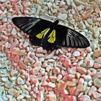 На  выставке  бабочек :: Виталий Селиванов 