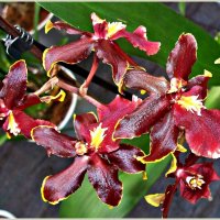 Орхидеи. :: Валерия Комова