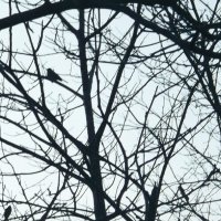 Птичка на дереве :: aleko pikaso 