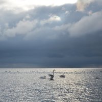 Лебеди на Черном море :: Александр Довгий