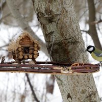 Кормушка,кормушка повернись ко мне передом... :: Юрий Моченов