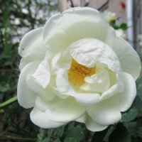 Белые цветы вместо белого снега :: Александр Чеботарь