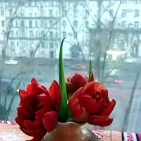 Тюльпаны на фоне бесснежной, предновогодней Москвы :: Елена 