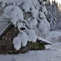 Природа Швеции. В лапах Зимы 2018 :: wea *