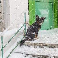 Снегопад :: Александр Тарноградский