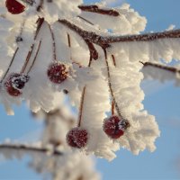 Красота Зимы :: Светлана Рябова-Шатунова
