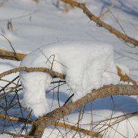 Животное от зимы :: Анатолий Кувшинов