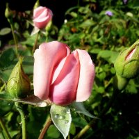 Нежность нераспустившихся бутонов розы с каплями... :: Лидия Бараблина