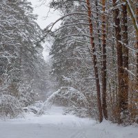 Снежная зима :: Виктор 