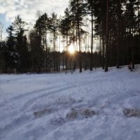 Природа Швеции,зимнее солнце садится на деревья... :: wea *