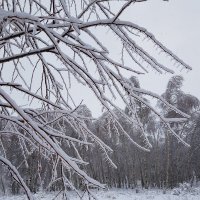 Снежные грозди :: Ольга 