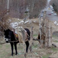 Ослиная жизнь в городке... Новая супер фотомодель,ослик Джабраил. :: Георгиевич 