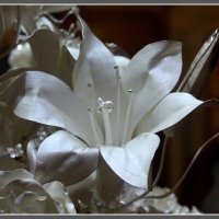 Цветок лилии из серебра. :: Liudmila LLF