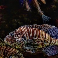 In aquarium Dubai Mall :: Arturs Ancans