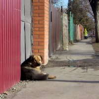 Собак, лежащих около калитки, я боюсь даже больше, чем собак безпризорных :: Татьяна Смоляниченко
