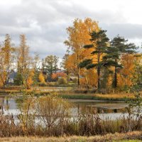 Вечнозеленые осенью :: Елена Гуляева (mashagulena)