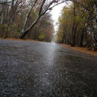 Осень. Дорога рядом с лесом. :: Андрей 