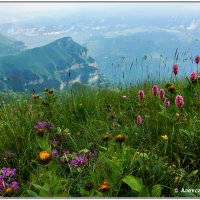 цветущие луга на горе Кертмен :: Александр Богатырёв