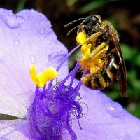 Эквилибристика пчелы на тычинках традесканции садовой :: Лидия Бараблина