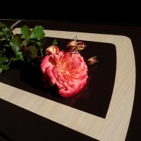 Лежала роза на столе... :: Лидия Бараблина