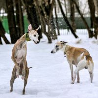 Стоп-кадр :: Дмитрий Балашов