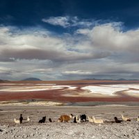 Лагуна Колорадо или Красная Лагуна... Боливия! :: Александр Вивчарик