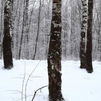 зимний лес :: веселов михаил 