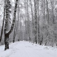 дождались снега :: веселов михаил 