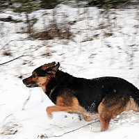 мой верный провожатый :: Любовь 