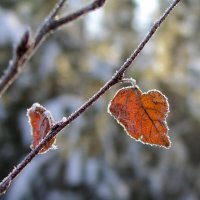 Цвет осени :: Николай 