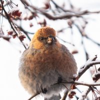 -30 на дворе...С Рождеством Христовым!!!! :: Олег Мартоник