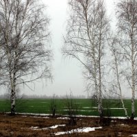 Туман, опять туман. И это в январе. Зима нам только снится! :: Восковых Анна Васильевна 