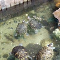 Черепахи в тропическом музее бабочек "Миндо". :: Светлана Калмыкова